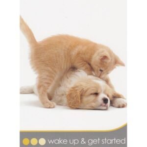 Cat Wisdom - Imagem 4