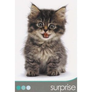 Cat Wisdom - Imagem 5