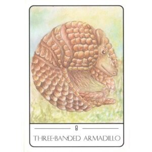 Tarot of the South American Animals (Livro + Cartas) - Imagem 4