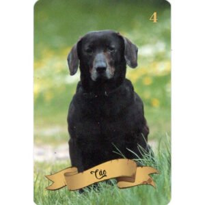 Baralho de Dona Maria Mulambo - Imagem 4