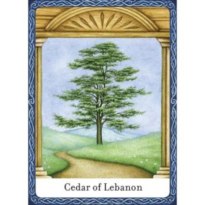 The Wisdom of Trees Oracle - Imagem 3