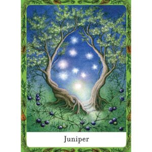 The Wisdom of Trees Oracle - Imagem 7