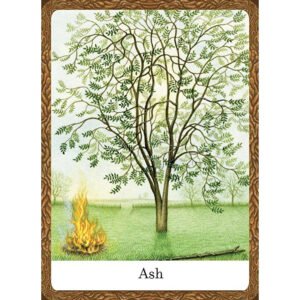 The Wisdom of Trees Oracle - Imagem 9