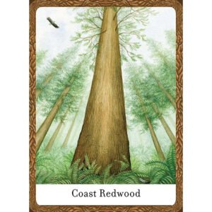 The Wisdom of Trees Oracle - Imagem 10