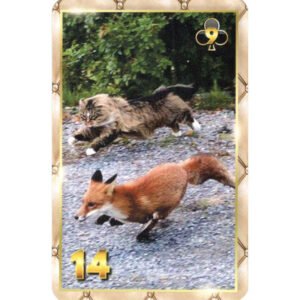 7 Vidas Lenormand - Imagem 4