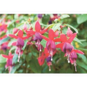Oráculo Mensagens das Flores - Imagem 4