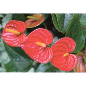 Oráculo Mensagens das Flores - Imagem 5