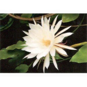 Oráculo Mensagens das Flores - Imagem 6