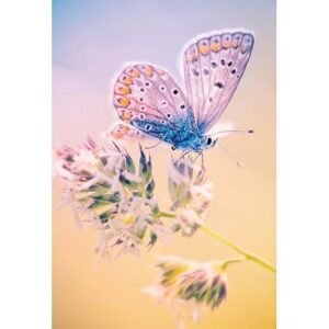 The Flower of Life - Imagem 3