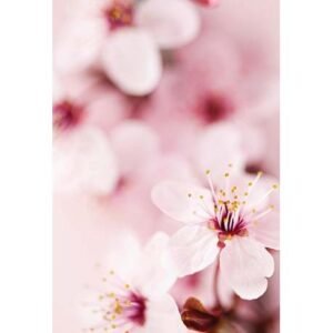 The Flower of Life - Imagem 4