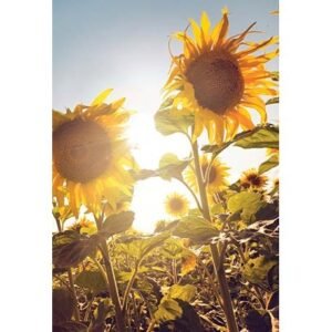 The Flower of Life - Imagem 5