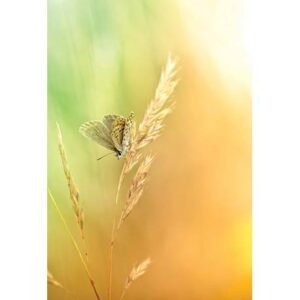 The Flower of Life - Imagem 6