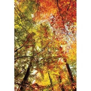 The Flower of Life - Imagem 7