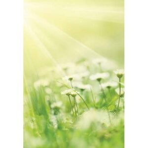 The Flower of Life - Imagem 9