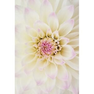 The Flower of Life - Imagem 10