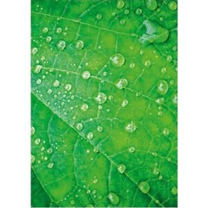 Green Oracle - Imagem 8